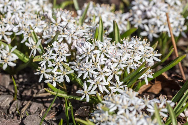 白い春の花クローズ アップ — ストック写真