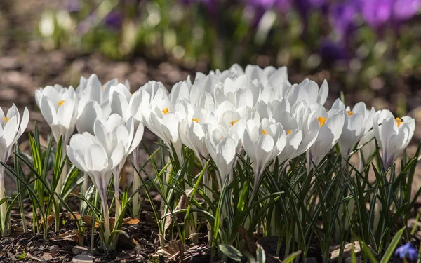 Crocus blancs dans le jardin — Photo