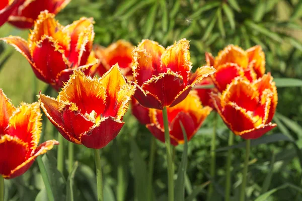 Tulipani arancioni in primavera — Foto Stock