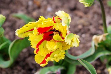 Kırmızı ve Sarı Lale