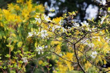 Bahar bahçesinde manolya
