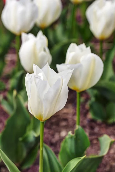 White tulips in spring — Stock Photo, Image