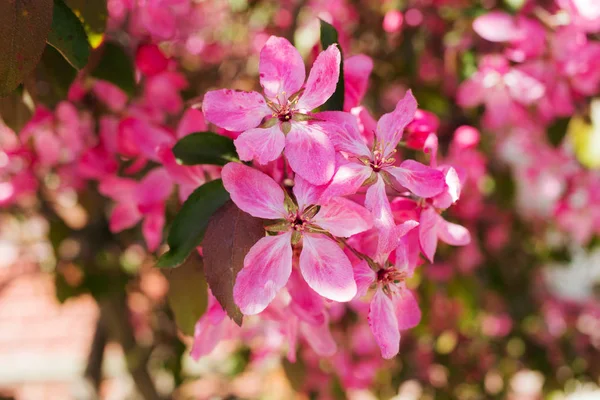 Apple tree with pink flowers — Stock Photo, Image