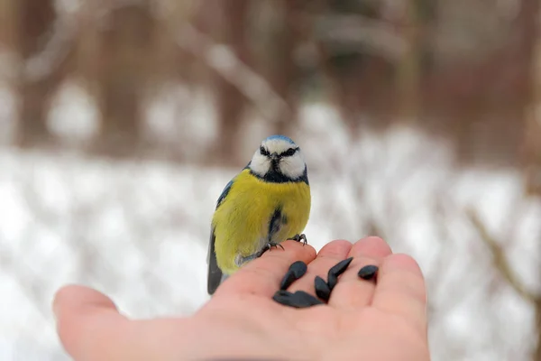 Blue tit on a human palm — Stock Photo, Image