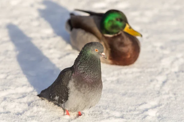 雪の上の 2 羽の鳥 — ストック写真