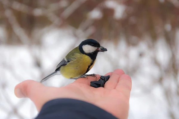 Seed in the beak — Stock Photo, Image