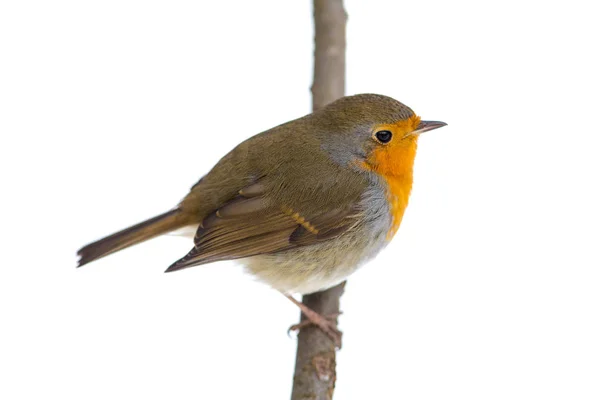 Robin op een tak — Stockfoto