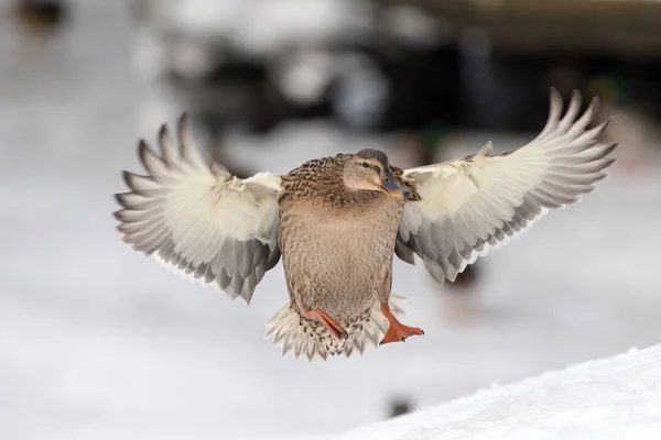 Duck in flight close seup — стоковое фото