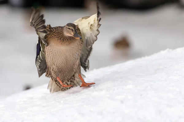 Duck in flight over the snow — Stock Photo, Image