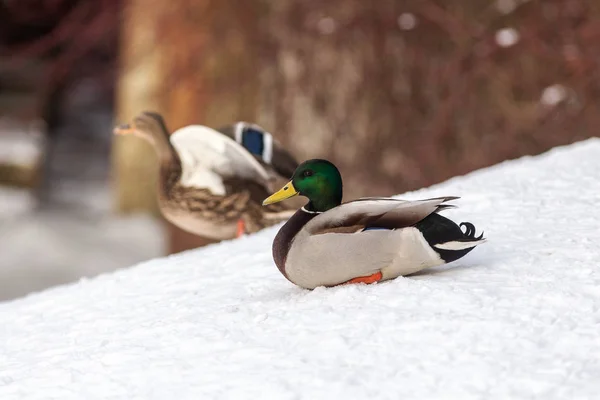 Dwie kaczki na śniegu — Zdjęcie stockowe