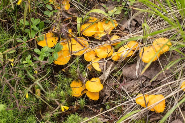 Piccoli cantarelli in foresta — Foto Stock