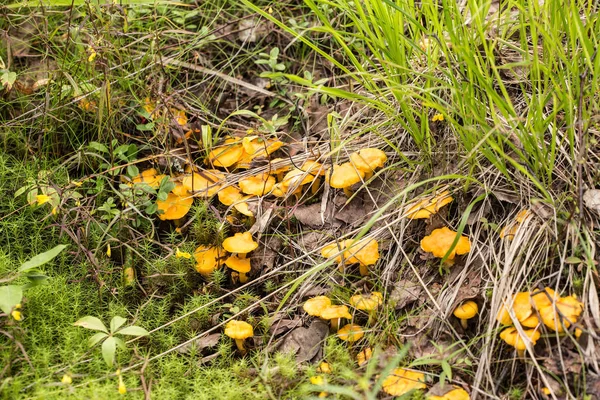 Small chanterelles in the grass — Stock Photo, Image