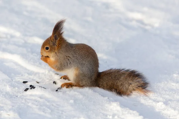 Eichhörnchen im Schnee — Stockfoto