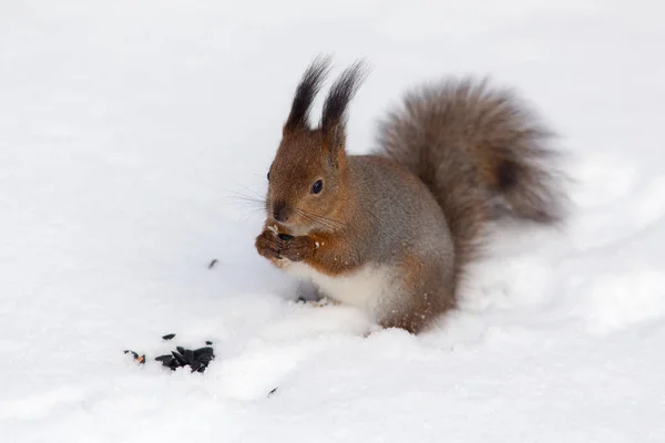 Squirrel in winter day — Stock Photo, Image