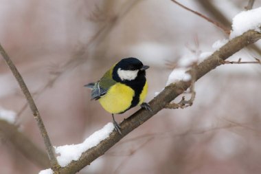 bir baştankara portresi