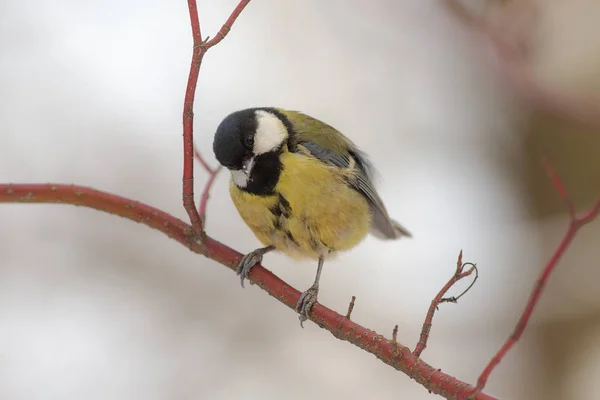 Nyfiken tit på en gren — Stockfoto