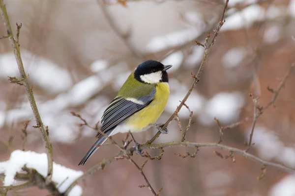 Tit närbild — Stockfoto