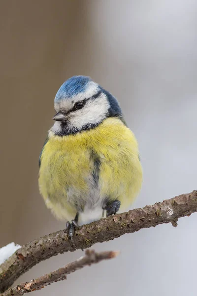 Portrait of a blue tit closeup — Stock Photo, Image