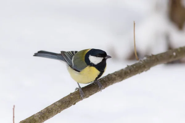 Tit in winter — Stock Photo, Image