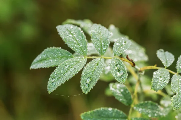 Green leaf closeup — Stock Photo, Image