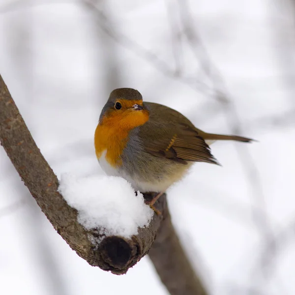 Portrait of a curious robin — Stock Photo, Image