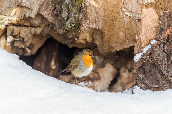 Robin på hans nest — Stockfoto