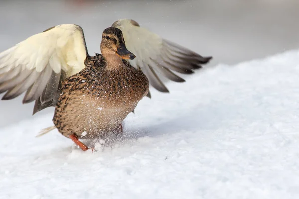 Duck landing on the snow — Stock Photo, Image