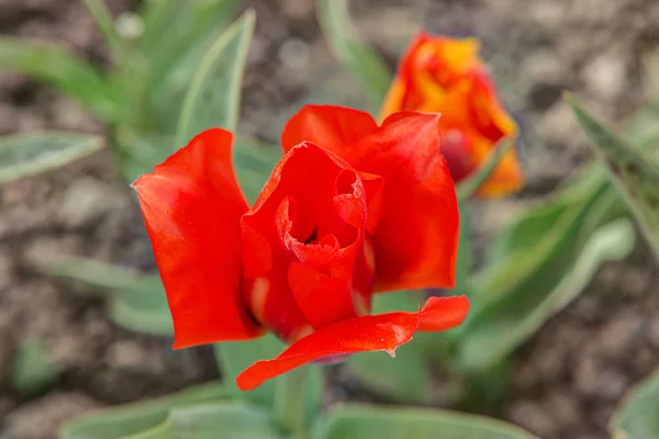 Tulipano rosso in primavera — Foto Stock