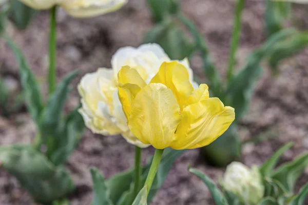 Tulipanes amarillos brillantes —  Fotos de Stock