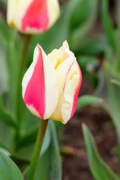 Tulip close up — Stock Photo, Image