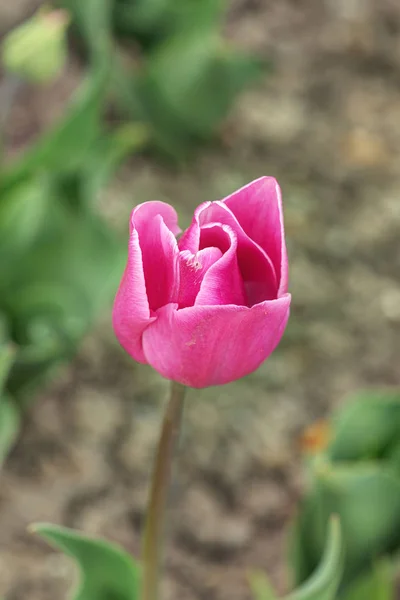 Beautiful purple tulip — Stock Photo, Image