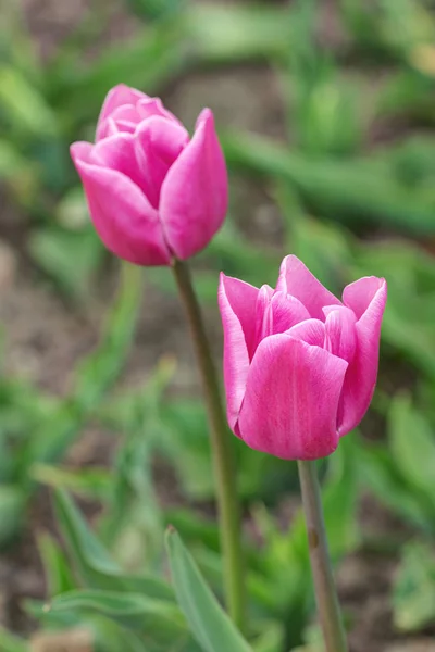 Tulips in spring garden — Stock Photo, Image