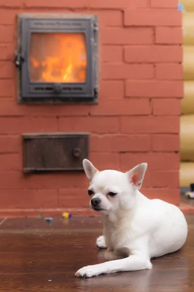 Chihuahua nära ugnen — Stockfoto