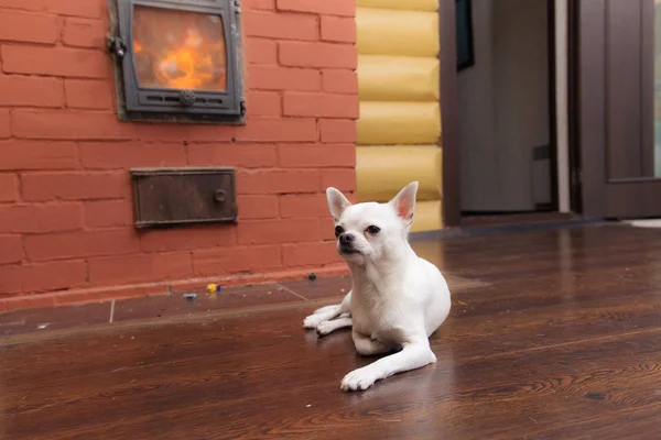 Chihuahua en casa —  Fotos de Stock