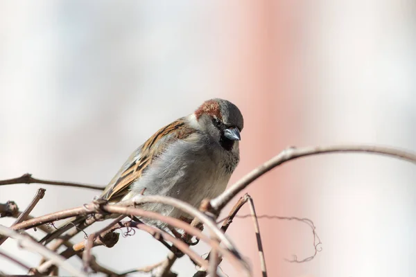 Portret van een boze sparrow — Stockfoto