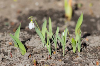 Baharın başlarında beyaz kar damlaları