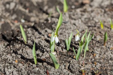 kardelen ve yeşil Brüksel lahanası