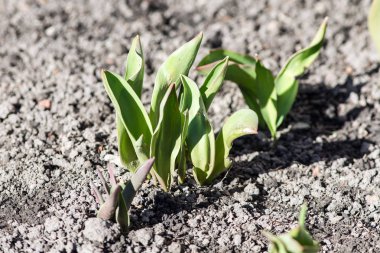 Yeşil lahanası portre