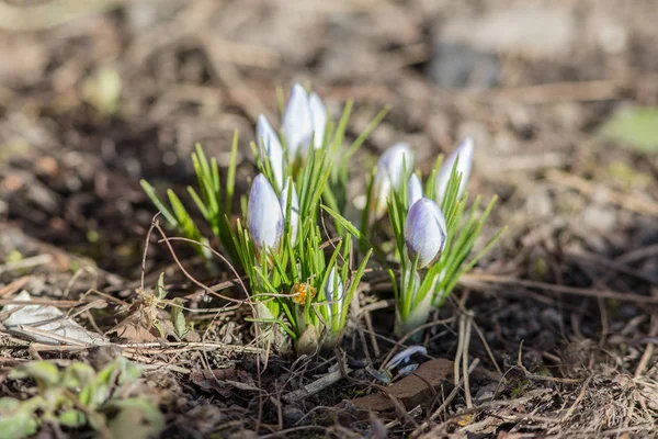 Küçük mavi çiğdemler — Stok fotoğraf