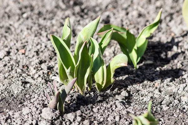 Yeşil lahanası portre