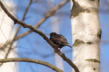 bir huş dalında sığırcık