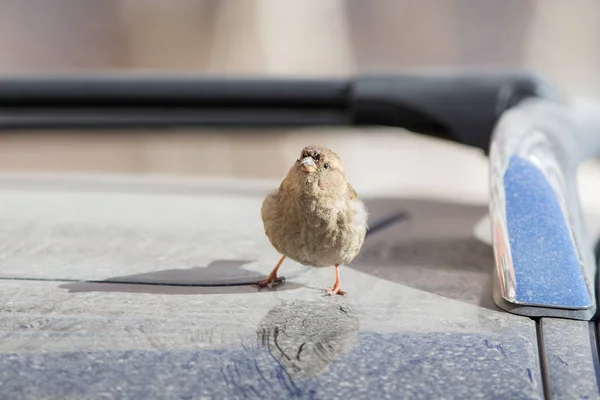 Passero sul tetto — Foto Stock