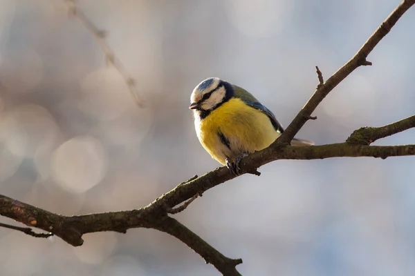 Pimpelmees op een boom — Stockfoto