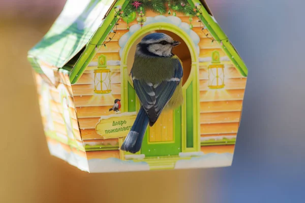 Portrait of blue tit — Stock Photo, Image