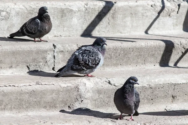 Pigeons on the stairs — Stock Photo, Image