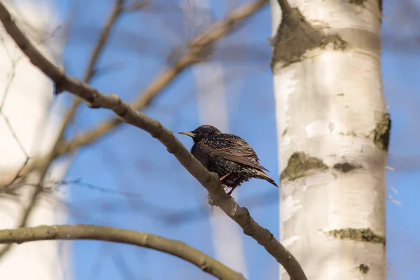 Starling on a birch branch — Stock Photo, Image
