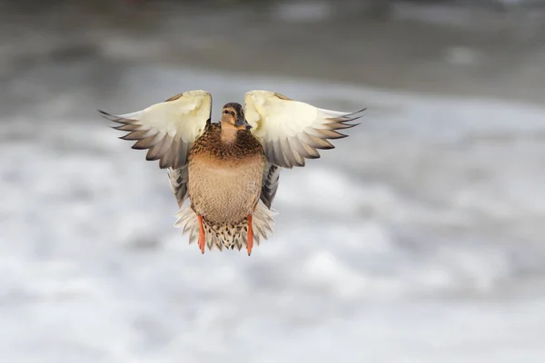 Portrait d'un canard — Photo