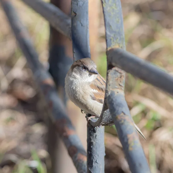 Sparrow on a fence closeup — Stock Photo, Image