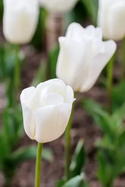 White tulips closeup — Stock Photo, Image