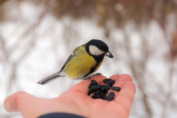 Titmouse en la palma — Foto de Stock